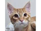 Adopt Bagel a Domestic Short Hair