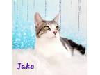 Adopt Jake a Domestic Short Hair, Tabby