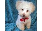 Poodle (Toy) Puppy for sale in Hollywood, FL, USA