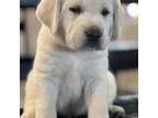 Labrador Retriever Puppy for sale in Taylor, TX, USA