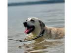 Adopt Robert a Tan/Yellow/Fawn Labrador Retriever dog in Silver Spring