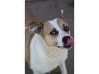 Adopt Peppa a White - with Tan, Yellow or Fawn Beagle / Pit Bull Terrier / Mixed