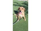 Adopt Rio a Tan/Yellow/Fawn Shepherd (Unknown Type) / Corgi dog in Kensington