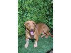 Adopt Holly a Red/Golden/Orange/Chestnut Vizsla / Podengo Portugueso dog in