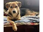 Adopt Seraphina a Beagle