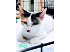 Adopt Bade a Domestic Short Hair, American Curl