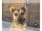 American Pit Bull Terrier-Black Mouth Cur Mix DOG FOR ADOPTION RGADN-1101449 -