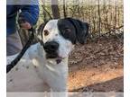Labrador Retriever Mix DOG FOR ADOPTION RGADN-1093449 - white socks - Labrador