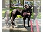 Rottweiler-American Pit Bull Terrier DOG FOR ADOPTION RGADN-1093483 - Sweetie