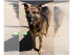 German Shepherd Dog Mix DOG FOR ADOPTION RGADN-1093528 - Wallace - German