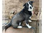 Huskies -Labrador Retriever Mix DOG FOR ADOPTION RGADN-1093543 - Jordy -
