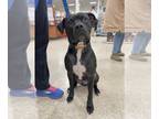 American Staffordshire Terrier Mix DOG FOR ADOPTION RGADN-1093573 - Midnight