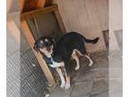 Rottweiler Mix DOG FOR ADOPTION RGADN-1093617 - RILO - Rottweiler / Shepherd /