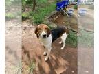 American Foxhound Mix DOG FOR ADOPTION RGADN-1093625 - Mr Houndy - American