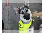 German Shepherd Dog Mix DOG FOR ADOPTION RGADN-1093626 - Cooper (GSD) - German