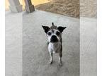 Brat DOG FOR ADOPTION RGADN-1093643 - Levi - Boston Terrier / Rat Terrier /