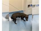 Labrador Retriever DOG FOR ADOPTION RGADN-1093671 - HINATA - Labrador Retriever