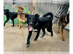 Borador DOG FOR ADOPTION RGADN-1093692 - Mica - Border Collie / Labrador