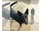 Labrador Retriever Mix DOG FOR ADOPTION RGADN-1093693 - Iris - Labrador