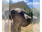 Great Dane DOG FOR ADOPTION RGADN-1093722 - Kato - Great Dane Dog For Adoption