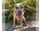 American Pit Bull Terrier Mix DOG FOR ADOPTION RGADN-1093782 - MONTY - Pit Bull