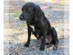 Labbe DOG FOR ADOPTION RGADN-1093818 - molly - Labrador Retriever / Beagle /