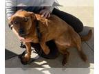 Basset Hound-Retriever Mix DOG FOR ADOPTION RGADN-1093834 - Penny - Basset Hound