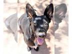 Basset Hound-Labrador Retriever Mix DOG FOR ADOPTION RGADN-1093842 - Jet -