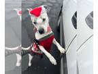 Staffordshire Bull Terrier Mix DOG FOR ADOPTION RGADN-1093876 - PRINCESS SPOTTA