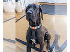 Great Dane DOG FOR ADOPTION RGADN-1093903 - BRUNO 2 (COURTESY POST) - Great Dane