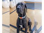 Great Dane DOG FOR ADOPTION RGADN-1093903 - BRUNO (COURTESY POST) - Great Dane