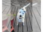 Labrador Retriever DOG FOR ADOPTION RGADN-1093979 - Cupid - Labrador Retriever /
