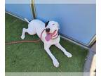 Bull Terrier Mix DOG FOR ADOPTION RGADN-1094015 - Jerry (Courtesy post) - Bull