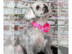 Poodle (Miniature) Mix DOG FOR ADOPTION RGADN-1094028 - Bessie - Yorkshire