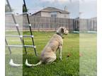 Great Dane-Labrador Retriever Mix DOG FOR ADOPTION RGADN-1094045 - Remi - Great