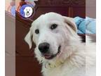 Great Pyrenees DOG FOR ADOPTION RGADN-1094056 - Shep - Great Pyrenees (long