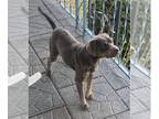 Labrottie DOG FOR ADOPTION RGADN-1094141 - Duchess - Labrador Retriever /