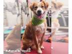 Golden Retriever-Spaniel Mix DOG FOR ADOPTION RGADN-1094167 - Meeka - Golden
