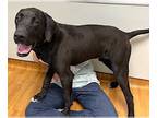 Great Dane-Labrador Retriever Mix DOG FOR ADOPTION RGADN-1094244 - Rollo - Great