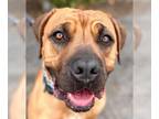 Rhodesian Ridgeback Mix DOG FOR ADOPTION RGADN-1094269 - Brooke - Foster or