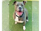 American Staffordshire Terrier DOG FOR ADOPTION RGADN-1094291 - SHORTY -