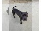 American Pit Bull Terrier DOG FOR ADOPTION RGADN-1094360 - Clyde - Pit Bull