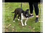 American Staffordshire Terrier Mix DOG FOR ADOPTION RGADN-1094367 - Indy -