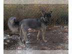 German Shepherd Dog-Huskies Mix DOG FOR ADOPTION RGADN-1094378 - Tennessee -