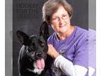 Labrador Retriever Mix DOG FOR ADOPTION RGADN-1094387 - Daisy - Labrador
