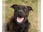 Staffordshire Bull Terrier Mix DOG FOR ADOPTION RGADN-1094434 - *GYPSY -