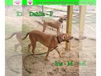 Australian Shepherd-Beagle Mix DOG FOR ADOPTION RGADN-1094499 - Iris - Beagle /