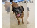 German Shepherd Dog Mix DOG FOR ADOPTION RGADN-1094503 - Xena - German Shepherd