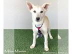 Huskies Mix DOG FOR ADOPTION RGADN-1094587 - Massive - Australian Cattle