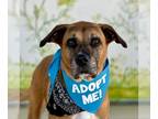 Boxer Mix DOG FOR ADOPTION RGADN-1094620 - Hank - Boxer / Mixed Dog For Adoption